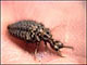 antlion